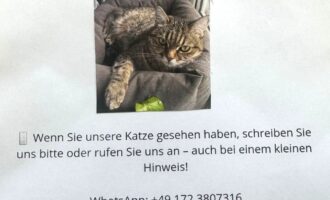 Vermisst 1.9. – Katze Patricia aus der Katharinenstraße in Hildesheim