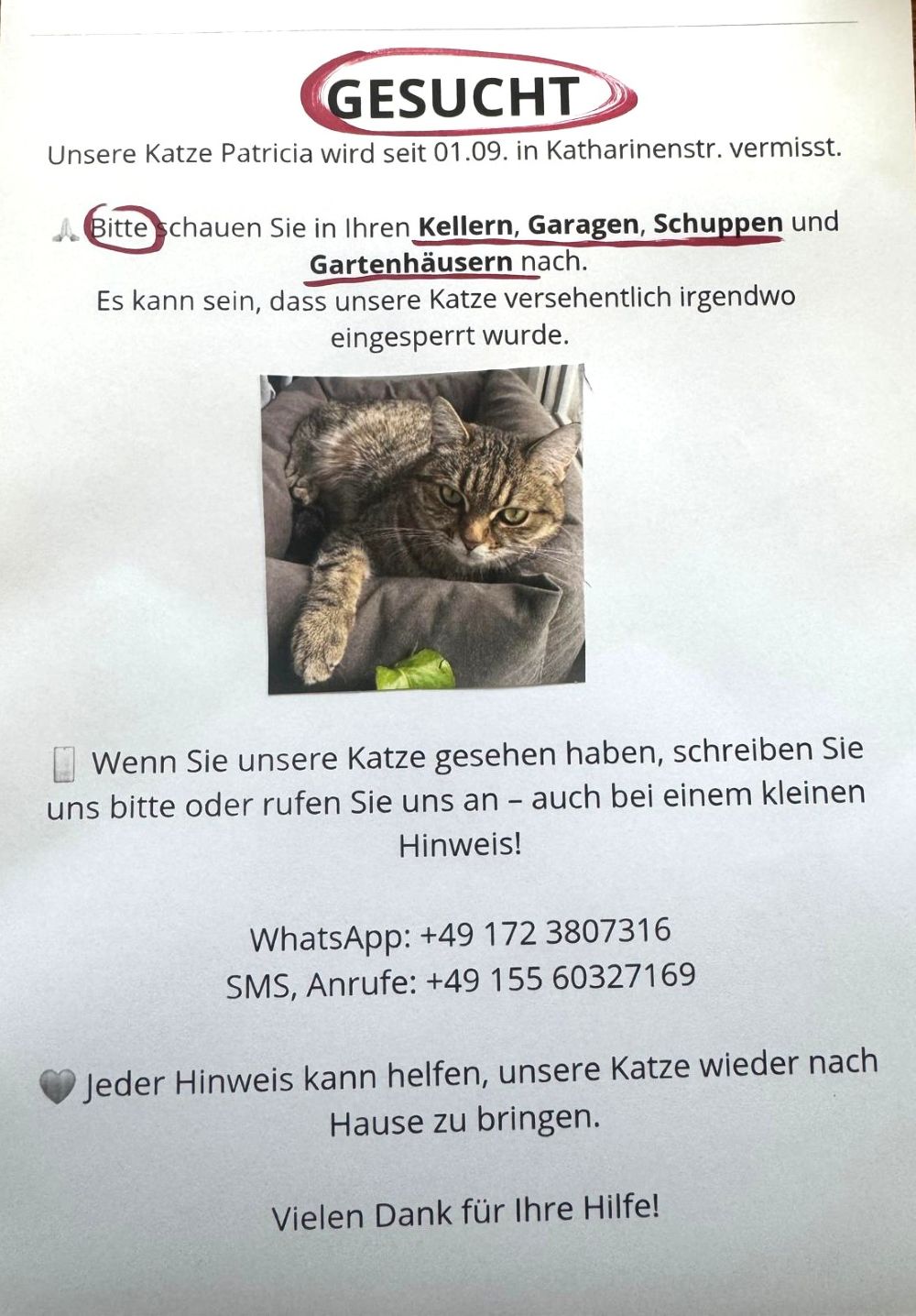 Vermisst 1.9. – Katze Patricia aus der Katharinenstraße in Hildesheim