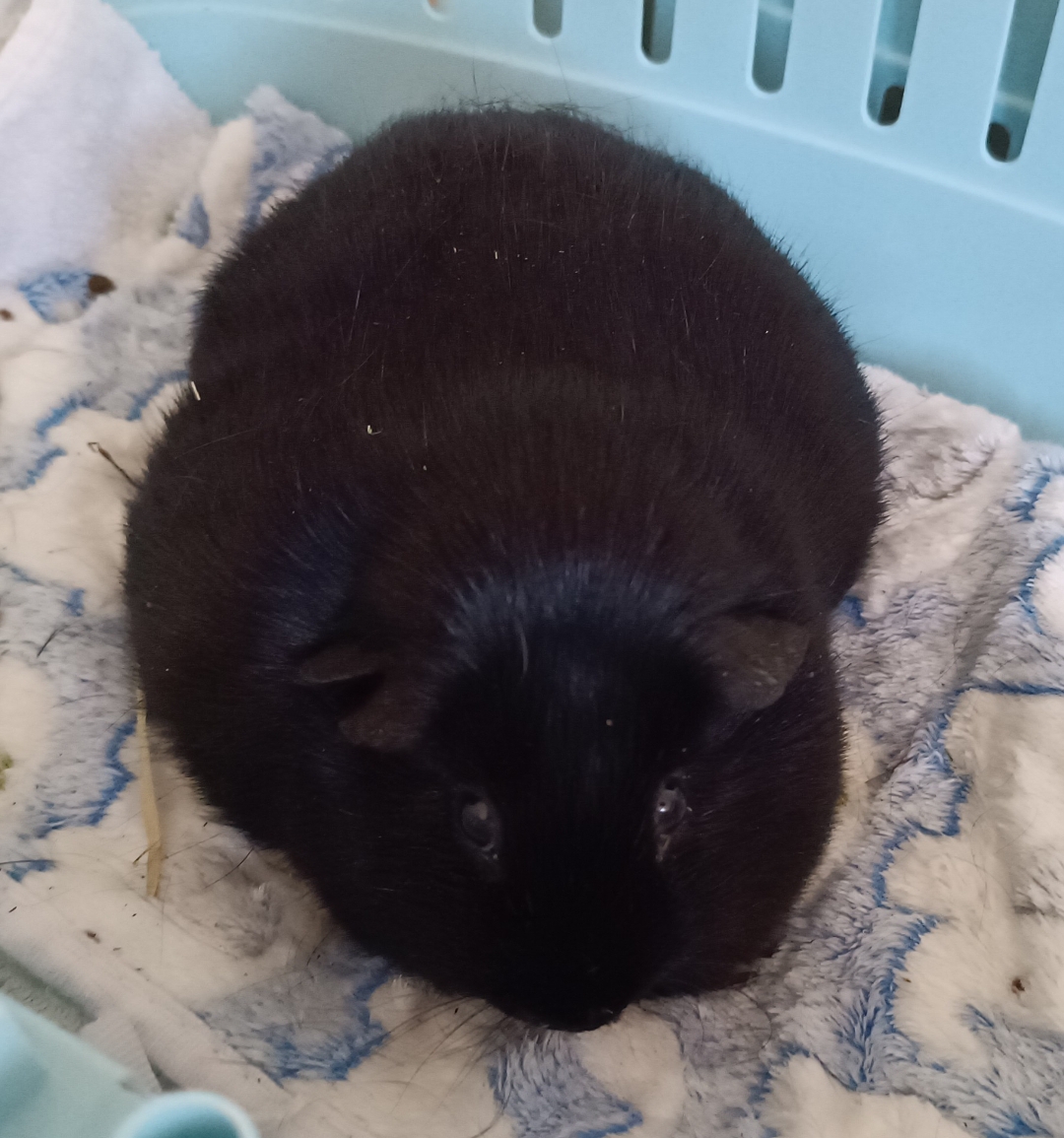 Fundmeerschweinchen – 25.09.2026 in Hildesheim/Himmelsthür