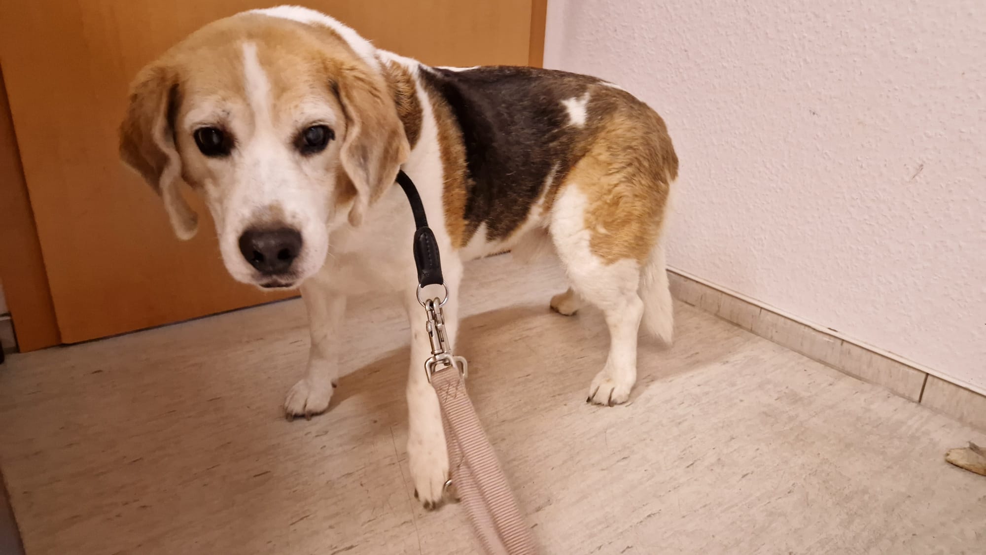 Zugelaufen 28.09. – Älterer Beagle-Mix Rüde in Söhlde