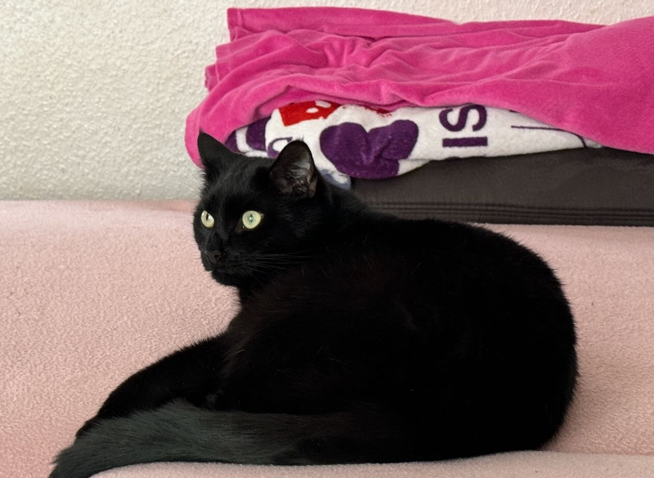 Privatvermittlung: Kater YUMI