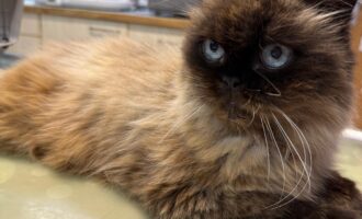 Zugelaufen 07.09. – Ragdoll-Katze aus der Hildesheimer Börde