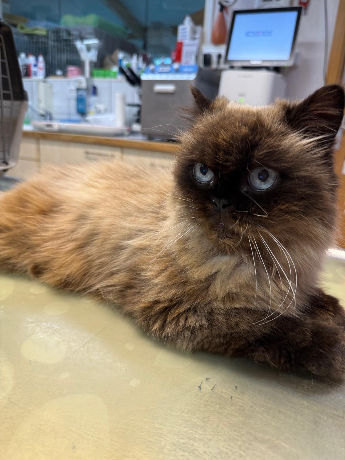Zugelaufen 07.09. – Ragdoll-Katze aus der Hildesheimer Börde