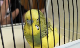 Zugeflogen 20.10. – männlicher Wellensittich aus Sibbesse