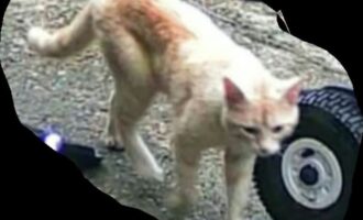 Notruf- hat jemand diesen wahrscheinlich verletzten Kater in Sibbesse gesehen?