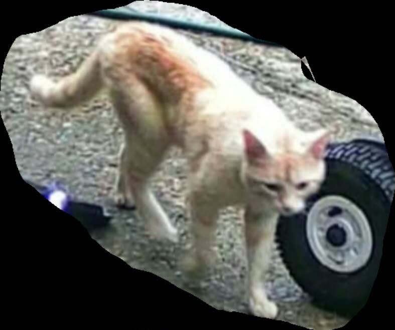 Notruf- hat jemand diesen wahrscheinlich verletzten Kater in Sibbesse gesehen?