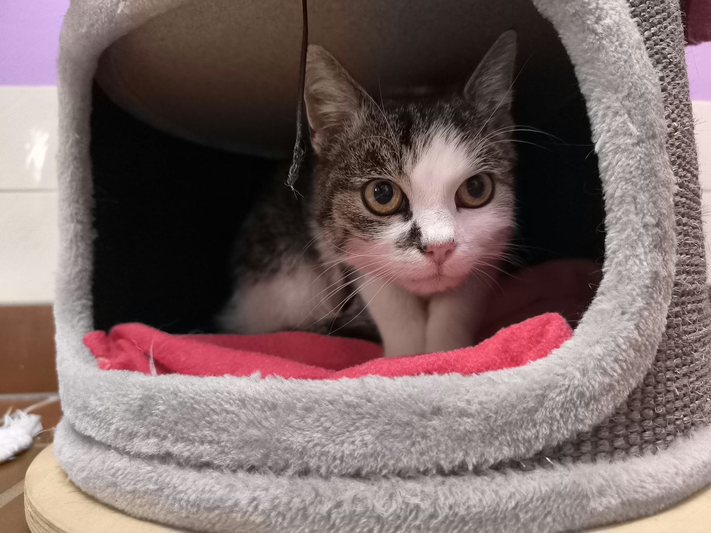 Kater Bill für Freigang
