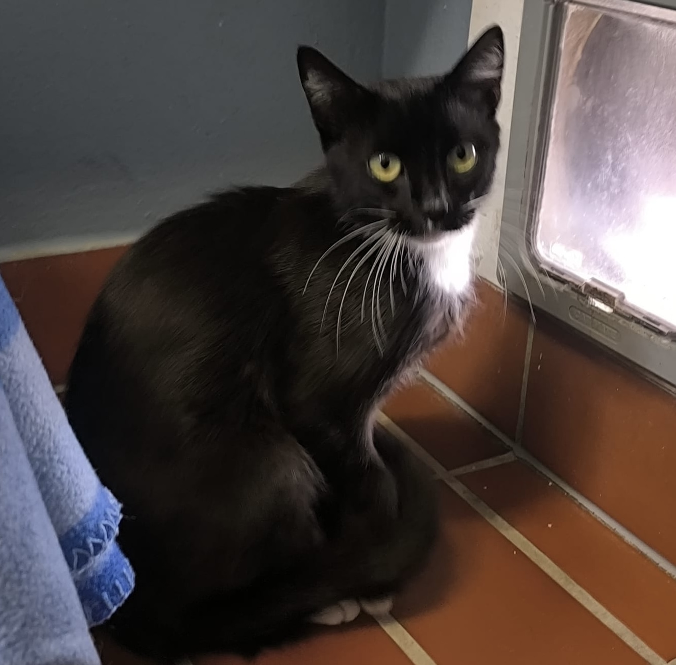 Junge Katze Babsi für Freigang oder geräumige Wohnung mit Balkon