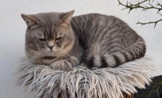 Vermisst – Kater Gismo aus Bornum am Harz