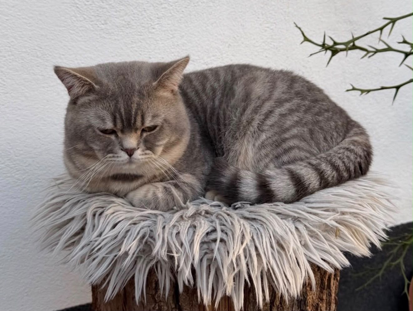 Vermisst – Kater Gismo aus Bornum am Harz