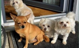 Der Hundekreis des Tierheims Hildesheim sucht dringend Pflegestellen!