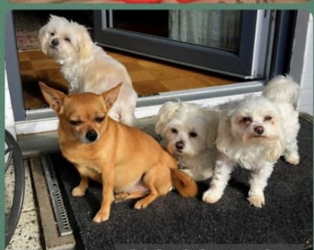 Der Hundekreis des Tierheims Hildesheim sucht dringend Pflegestellen!