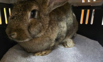 Zugelaufen – 24.10.: Weibliches Kaninchen Deutscher Riese, Fundort B3 Höhe Brüggen