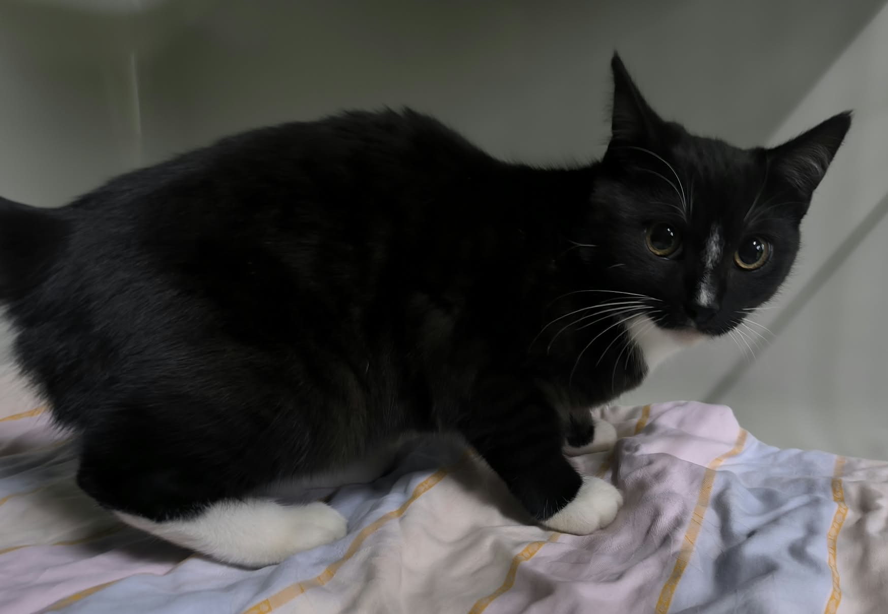 Zugelaufen am 8.10. –  Kater an der BAB 7 , Parkplatz Jägerturm Ost