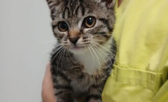 Fundkatze vom 29.10. aus der Glückaufstraße in Sarstedt