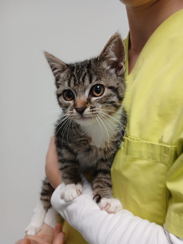 Fundkatze vom 29.10. aus der Glückaufstraße in Sarstedt