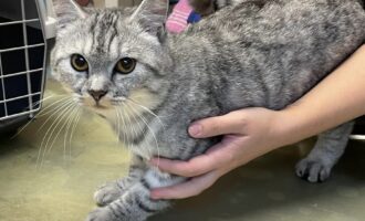 Fundkater vom 22.10. aus dem Siedlungsweg in Hildesheim