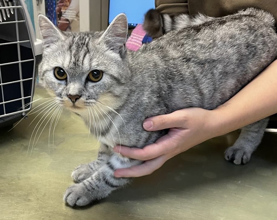 Fundkater vom 22.10. aus dem Siedlungsweg in Hildesheim