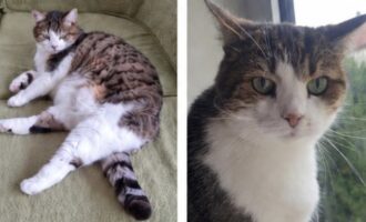 Vermisst seit dem 21.10. – Katze Hedi aus der Bromberger Straße in Hildesheim