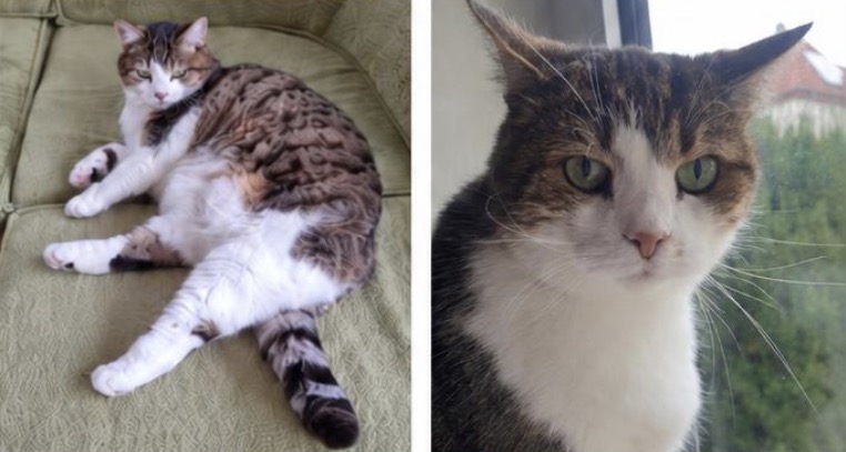 Vermisst seit dem 21.10. – Katze Hedi aus der Bromberger Straße in Hildesheim