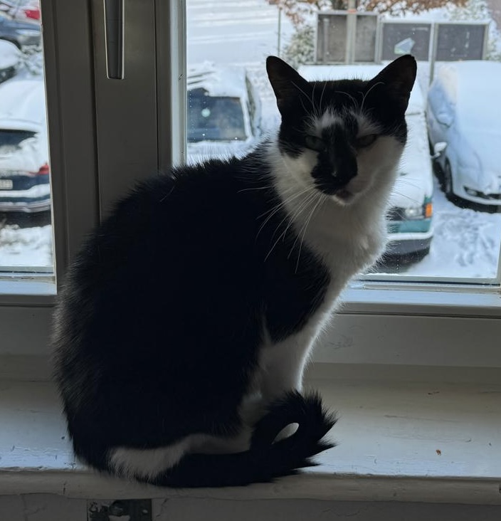 Privatvermittlung – Kater Morle aus Bodenburg mit Freigang