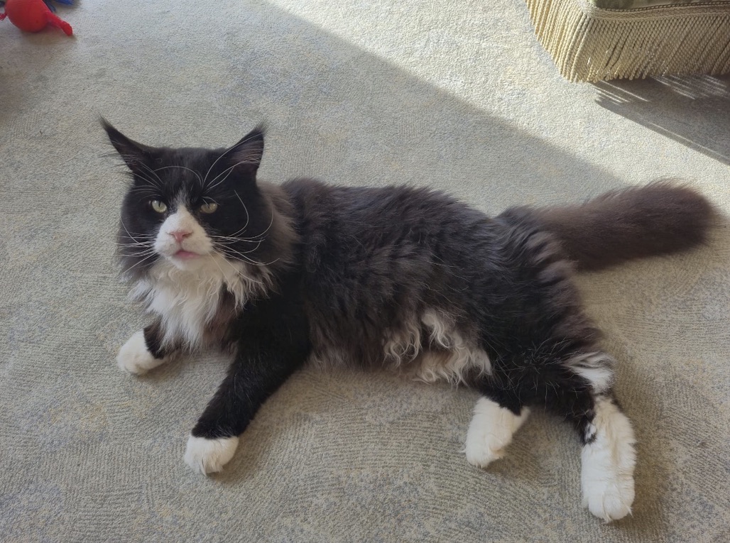Privatvermittlung- Maine Coon Kater Poldi für Freigang