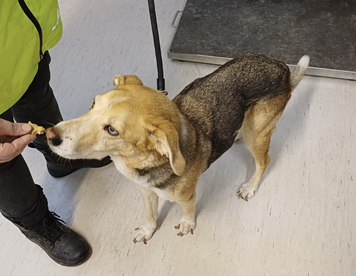 Zugelaufen am 9.10. – Hund in Wehrstedt