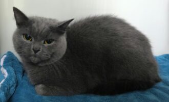 Zugelaufen 8.10. – kastrierter Kater in der Dethmarstr. 25, Hildesheim