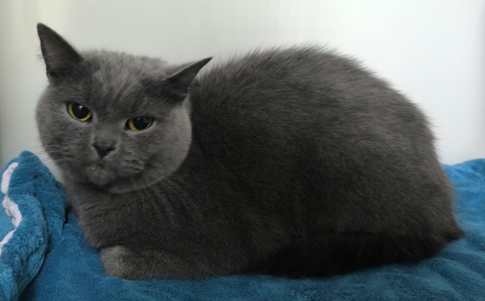 Zugelaufen 8.10. – kastrierter Kater in der Dethmarstr. 25, Hildesheim