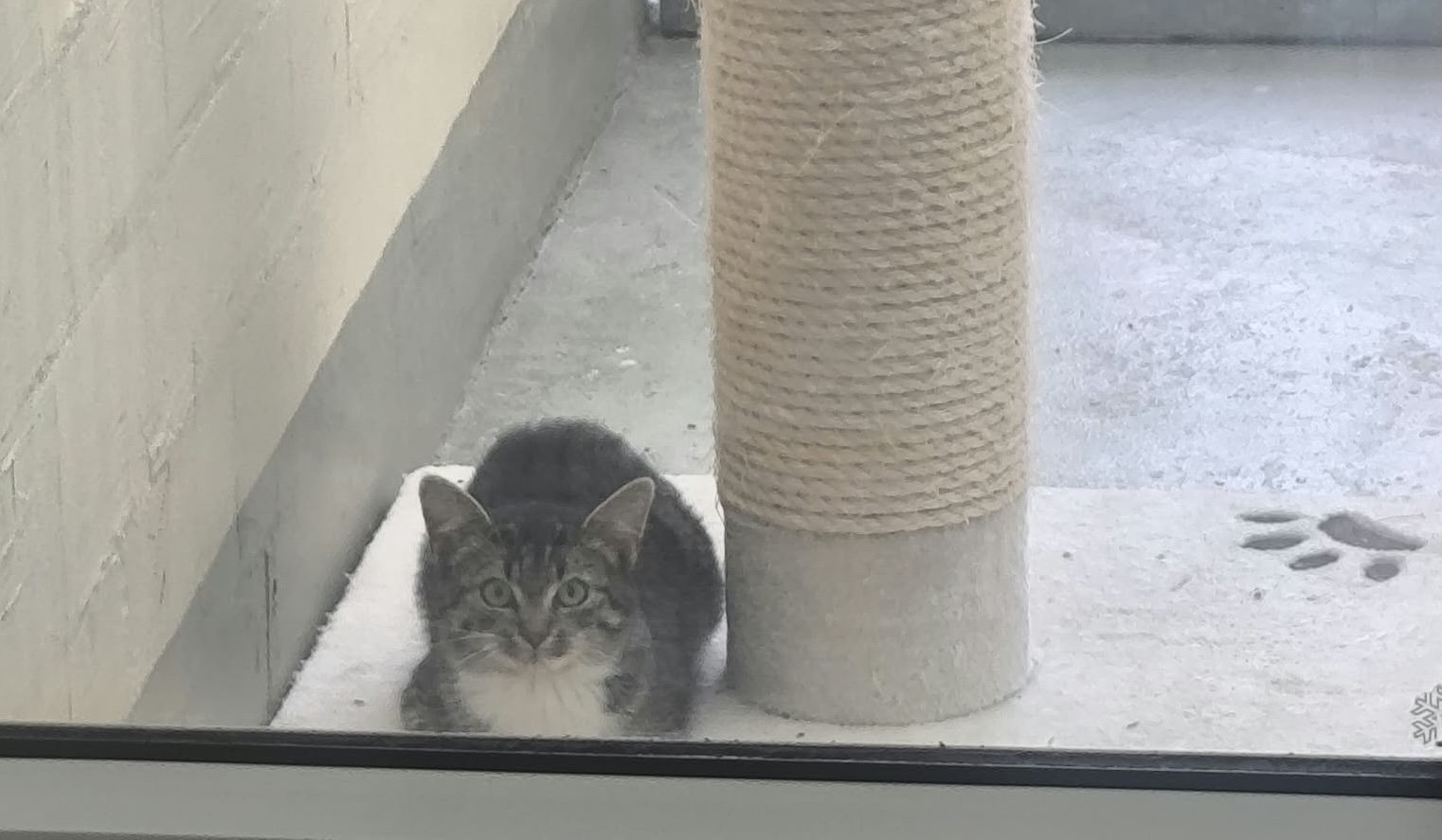 3 wilde Katzenkinder suchen ein Zuhause