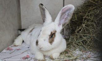 Zugelaufen – 24.10.: Männliches Kaninchen Deutscher Riese, Fundort B3 Höhe Brüggen