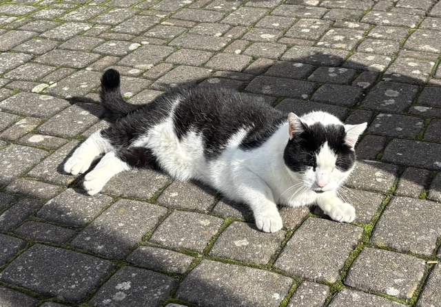 Privatvermittlung – älterer Kater Lucky als Freigänger