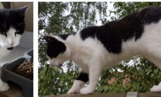 Vermisst seit dem 01.09. – Kater Gaston aus Baddeckenstedt