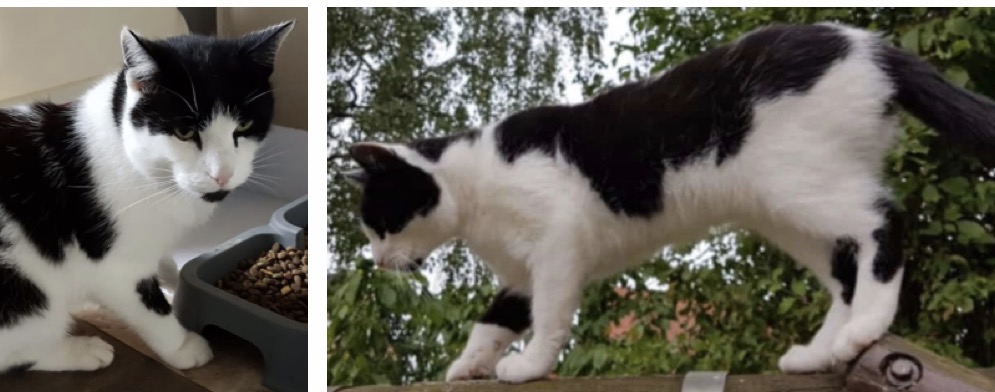 Vermisst seit dem 01.09. – Kater Gaston aus Baddeckenstedt