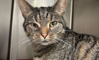 Fundkatze vom 12.10. aus der Salinenstrasse in Bad Salzdetfurth