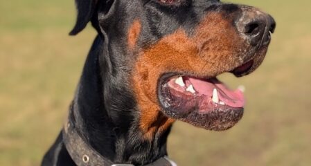 Privatvermittlung: Dobermann-Rüde Hades, 2 Jahre alt