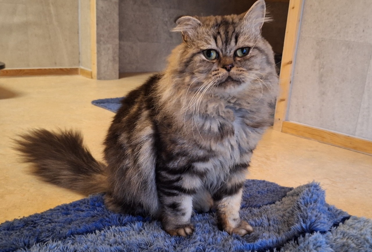 Kater Lordy für Wohnungshaltung (reserviert)