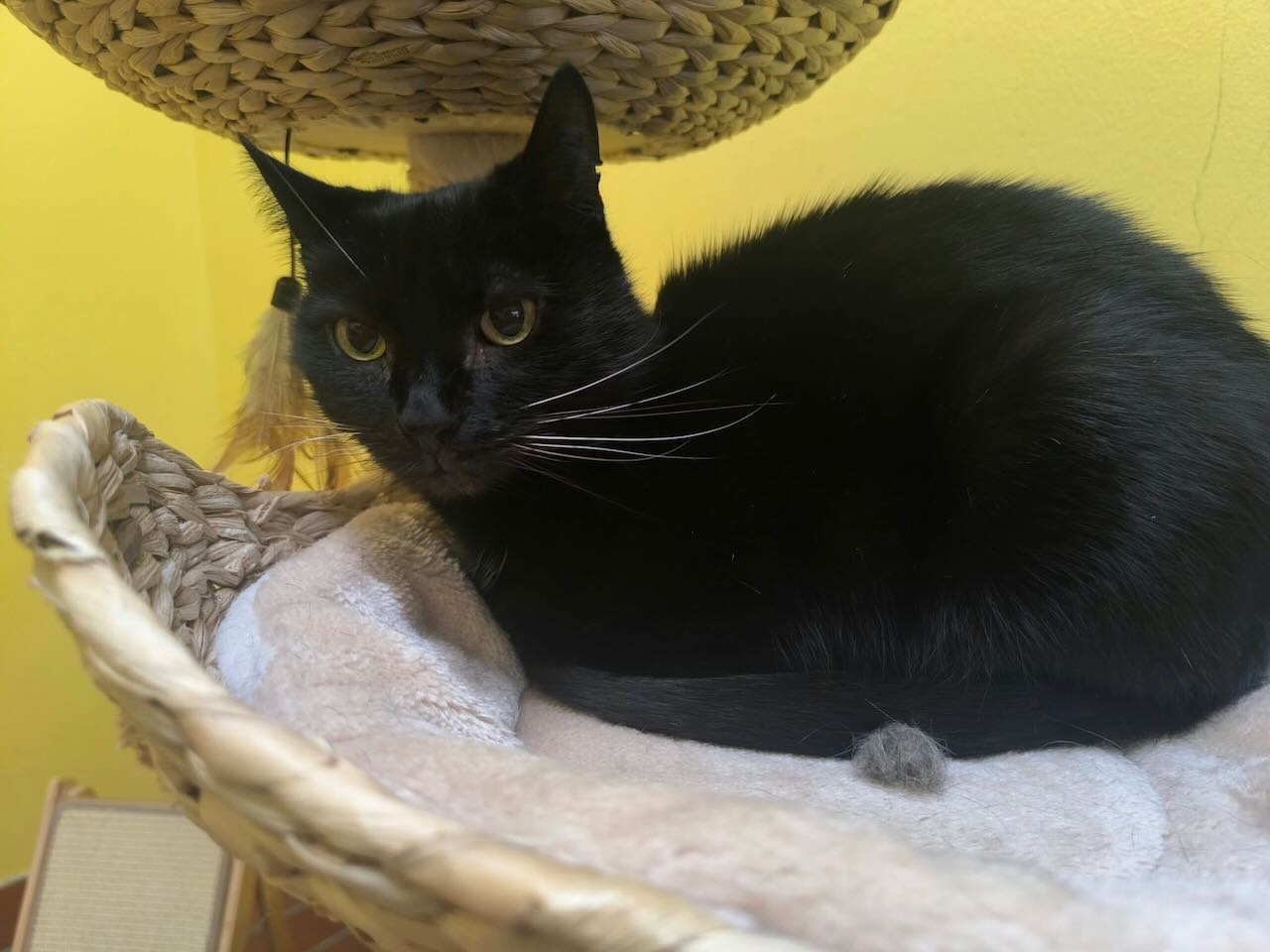 Katze Luni für Freigangshaltung
