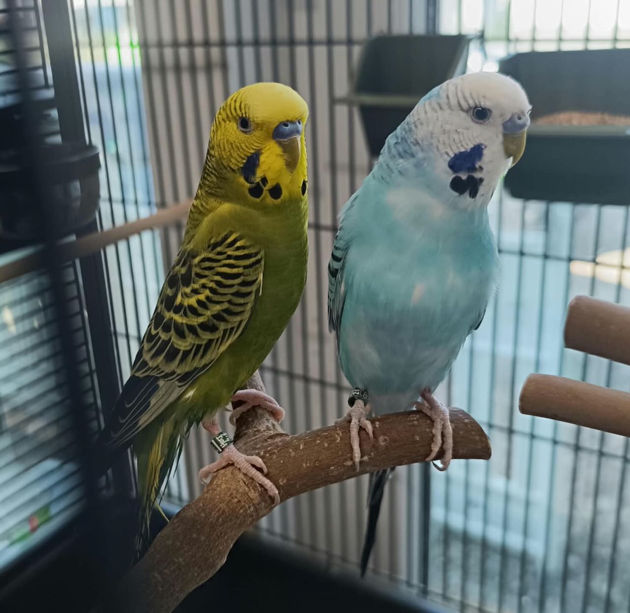 Wellensittiche Marvis und Limón