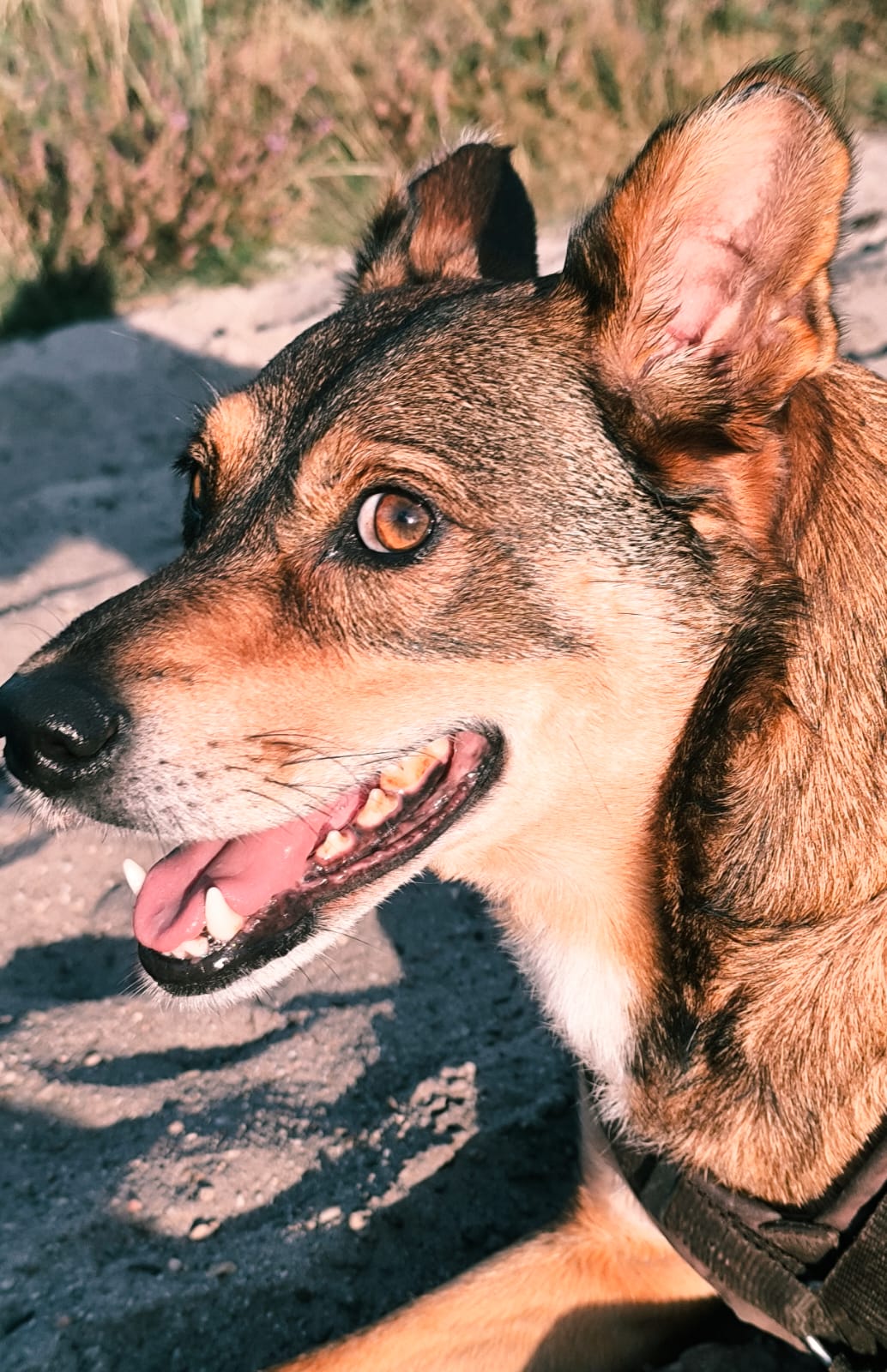 Privatvermittung: Mischlingsrüde Chino