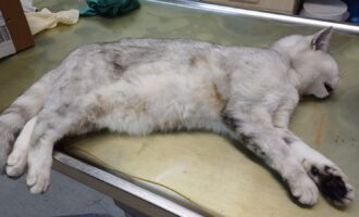 Totabgabe: Weibliche Katze in Hildesheim, Elzer Strasse