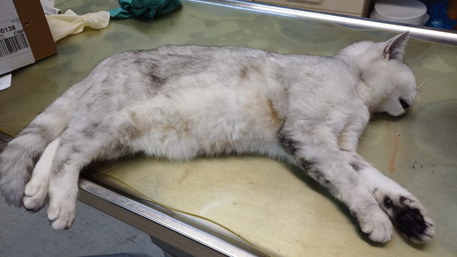 Totabgabe: Weibliche Katze in Hildesheim, Elzer Strasse