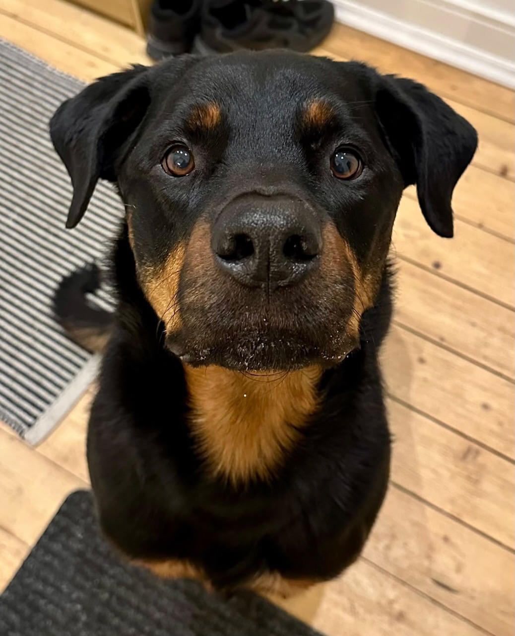 Privatvermittlung: Rottweiler Mischling Yato, Kastriert, 8 Jahre alt